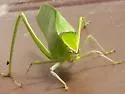 Giant Katydid - photo 5