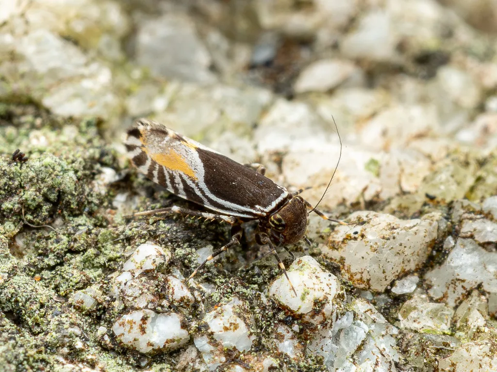 Stimulopalpus distinctus - photo 2