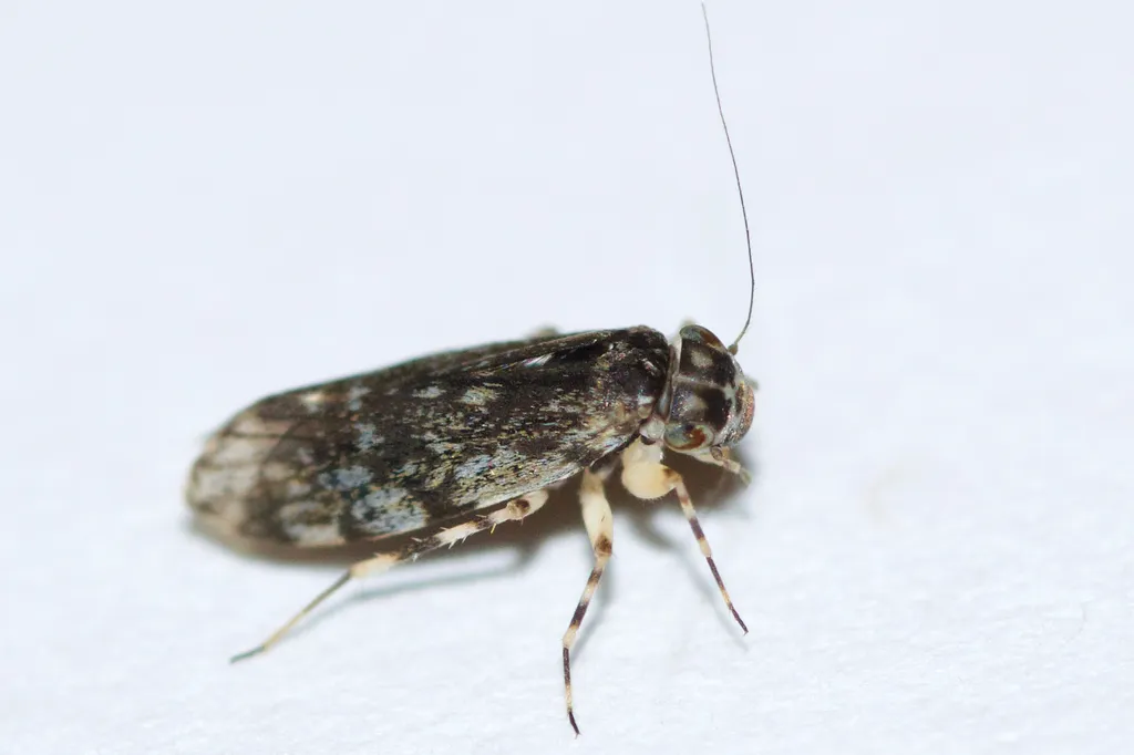Stimulopalpus japonicus - photo 3