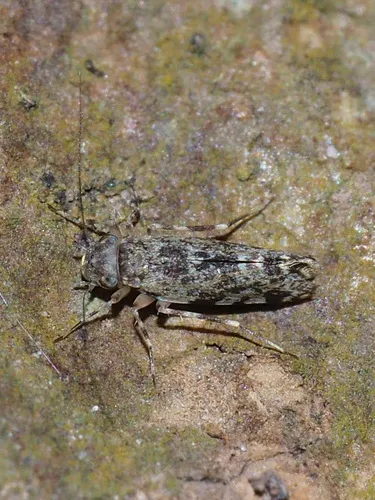Stimulopalpus pentospilus