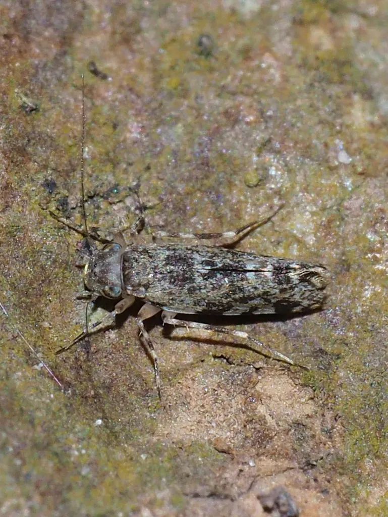 Stimulopalpus pentospilus - photo 2