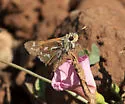 Morrison's Skipper - Hodges#4017