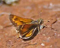 Morrison's Skipper - Hodges#4017 - photo 2