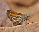 Morrison's Skipper - Hodges#4017 - photo 3