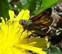 Morrison's Skipper - Hodges#4017 - photo 4