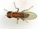 Stiphrosoma balteatum