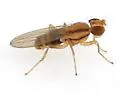 Stiphrosoma balteatum - photo 2