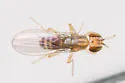 Stiphrosoma pectinatum