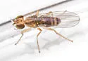 Stiphrosoma pectinatum - photo 2