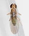 Stiphrosoma pectinatum - photo 3
