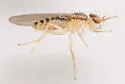 Stiphrosoma pectinatum - photo 4