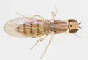 Stiphrosoma pectinatum - photo 5