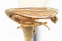 Stirellus beameri