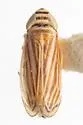 Stirellus beameri - photo 2