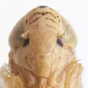 Stirellus beameri - photo 3
