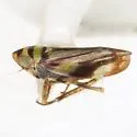 Stirellus bicolor - photo 2