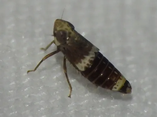 Stirellus labiatus