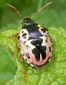 Anchor Stink Bug