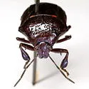 Anchor Stink Bug - photo 2