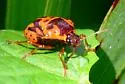 Anchor Stink Bug - photo 3