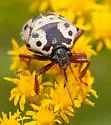 Anchor Stink Bug - photo 4