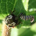 Anchor Stink Bug - photo 5