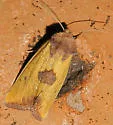 Stiria intermixta - Hodges#9785.1 - photo 4