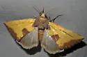 Stiria intermixta - Hodges#9785.1 - photo 5