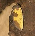 Yellow Sunflower Moth - Hodges#9785