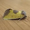Yellow Sunflower Moth - Hodges#9785 - photo 2