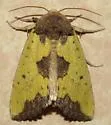 Yellow Sunflower Moth - Hodges#9785 - photo 3