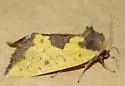 Yellow Sunflower Moth - Hodges#9785 - photo 4