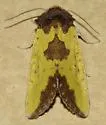Yellow Sunflower Moth - Hodges#9785 - photo 5