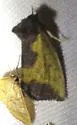 Stiria satana - Hodges#9787.1