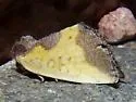 Stiria satana - Hodges#9787.1 - photo 2