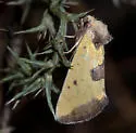 Stiria sulphurea - Hodges#9787 - Stiria sulphurea