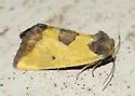 Stiria sulphurea - Hodges#9787 - photo 2