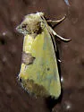 Stiria sulphurea - Hodges#9787 - photo 3