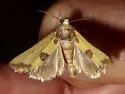 Stiria sulphurea - Hodges#9787 - photo 4