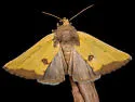 Stiria sulphurea - Hodges#9787 - photo 5