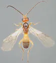 Stiropius bucculatricis