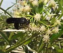Stizoides foxi