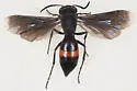 Stizoides renicinctus