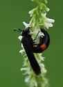 Stizoides renicinctus - photo 2