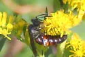 Stizoides renicinctus - photo 3