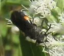 Stizoides renicinctus - photo 4