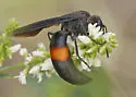 Stizoides renicinctus - photo 5