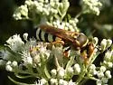 Stizus brevipennis - photo 2