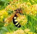 Stizus brevipennis - photo 3