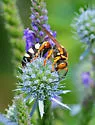 Stizus brevipennis - photo 4